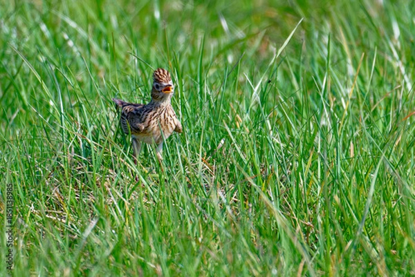 Obraz Feldlerche während der Balz