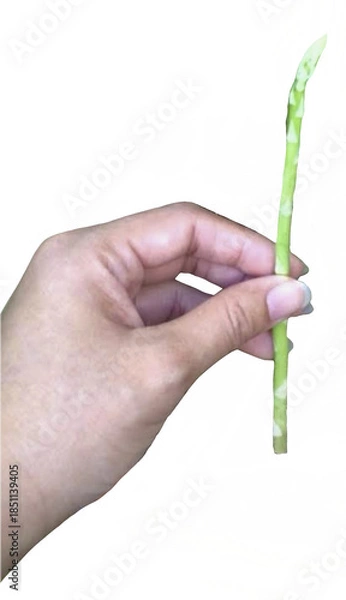 Obraz isolated woman hand holding asparagus 
