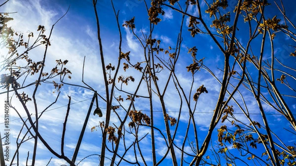 Obraz Bare tree branches under a clear blue sky