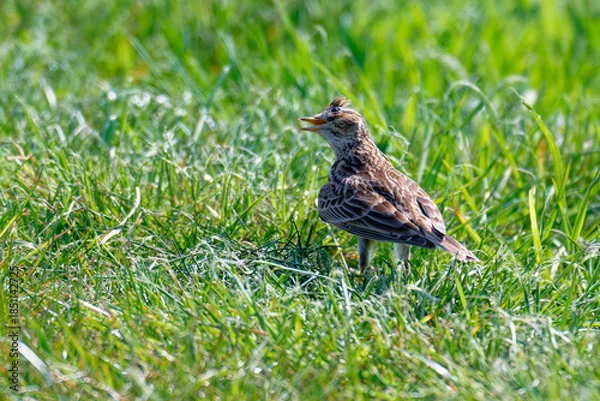 Obraz Feldlerche während der Balz