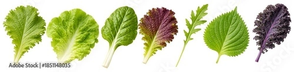 Obraz Fresh Leafy Greens Variety