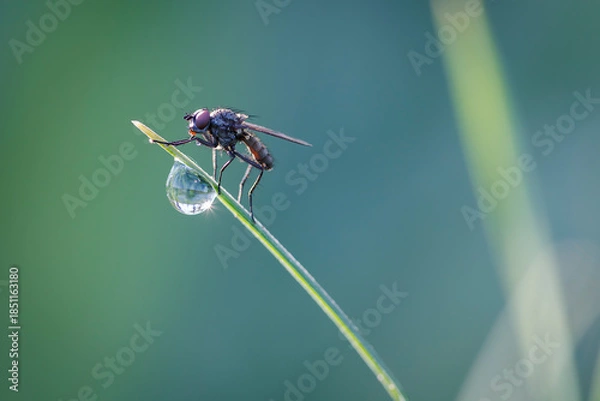 Obraz close-up macro Beetle, fly, or bee sits on blade of grass next to drop water; background is green and blurred. image creates calm and peaceful mood, with rays of sunlight visible in drop of water.