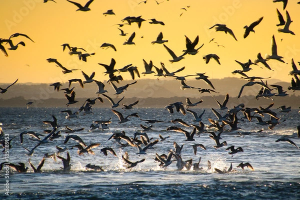 Fototapeta Hundreds of Seagulls flying in Santa Pola bay at sunset