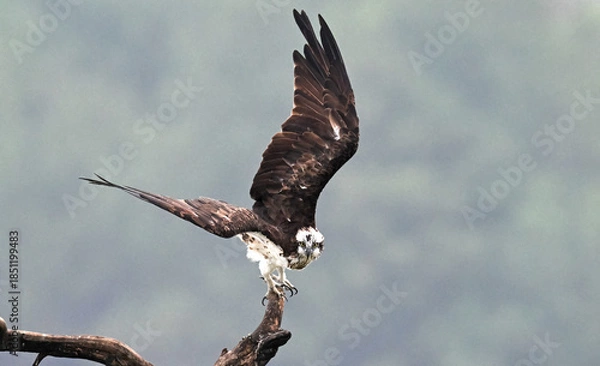 Fototapeta american bald eagle