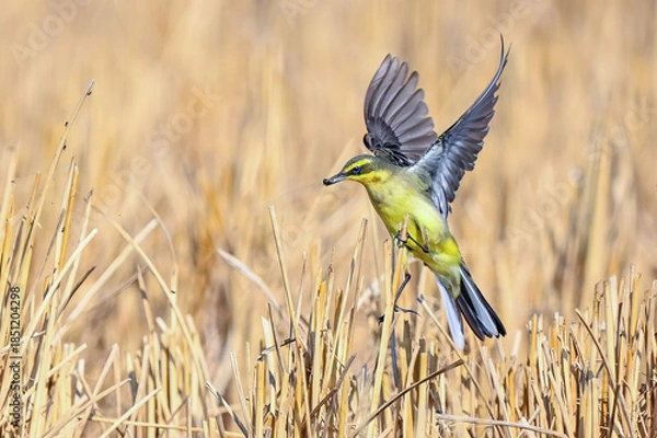 Fototapeta bee eater perched on a branch
