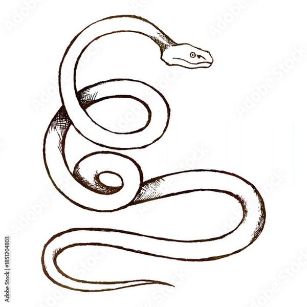 Obraz Line drawing of a snake, pit viper type, old paper texture added,  on white background