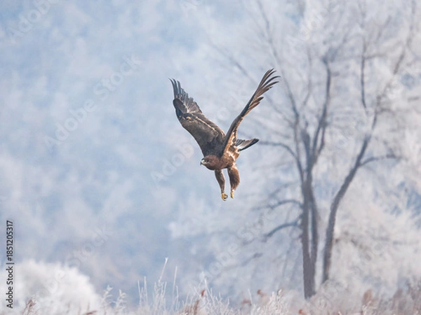 Fototapeta red tailed hawk flying