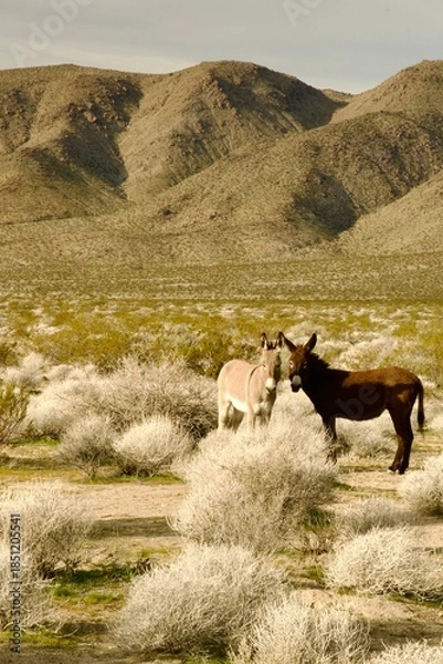 Obraz donkeys in the mountain desert