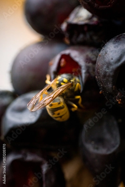 Obraz Wasps Feeding on Overripe Grapes in Vineyard