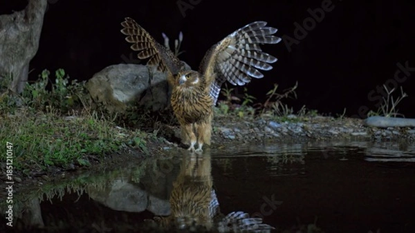 Fototapeta eagle in the water
