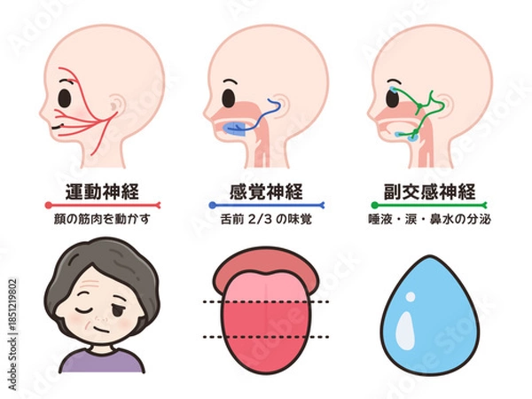 Fototapeta 顔面神経の運動神経と感覚神経と副交感神経のイラスト