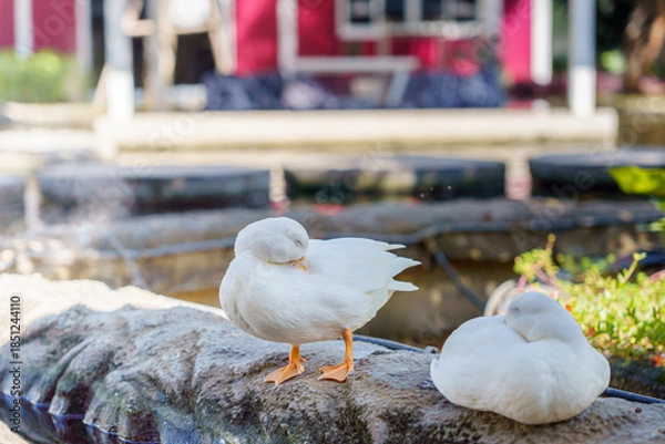 Obraz cute white duck preening feathers by the pond