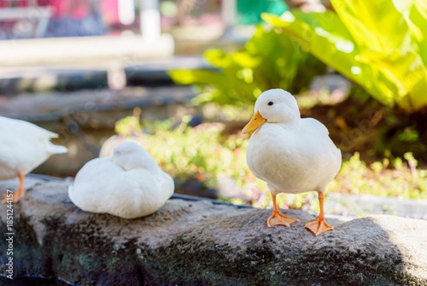 Obraz cute white duck preening feathers by the pond