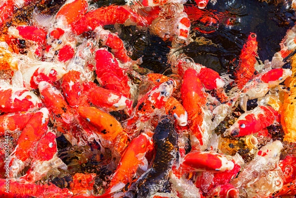 Obraz colorful koi fish feeding together in pond