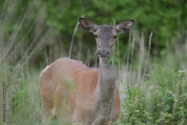 Obraz deer in the grass