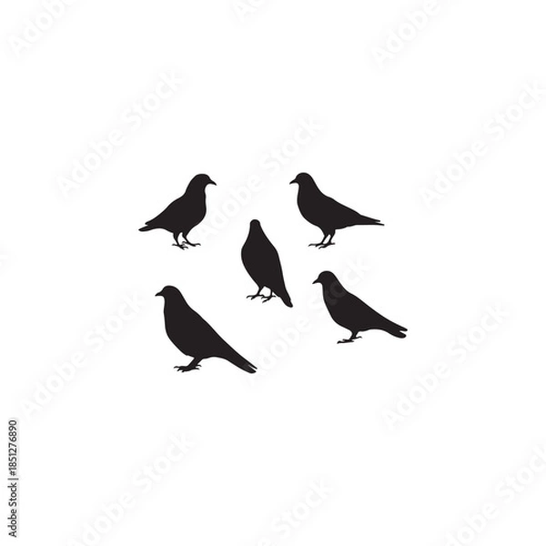 Obraz birds on a white background
