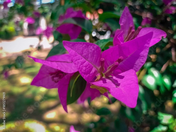 Obraz flores coloridas