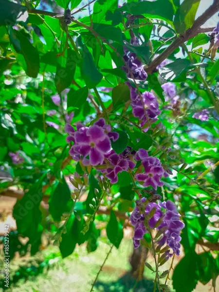 Obraz flores coloridas