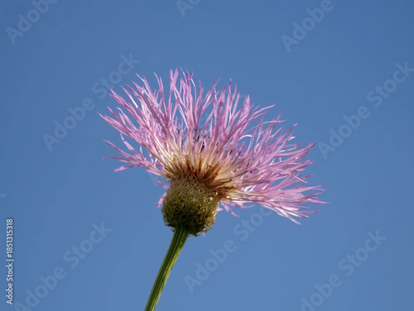 Obraz American Basketflower Photographed from Below with Cloudless Blue Sky in the Background