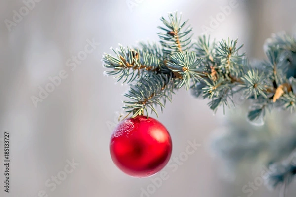 Obraz Fir branch with red ball