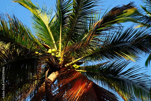 Obraz a palm tree at Miami beach