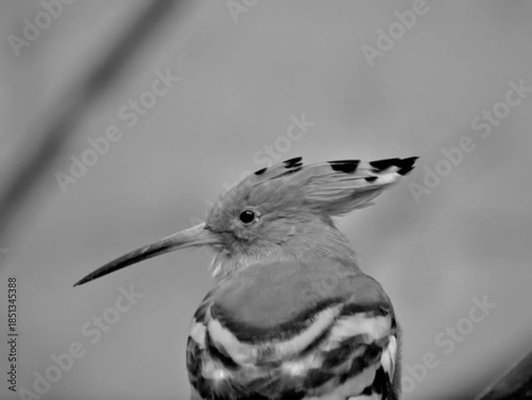 Obraz hoopoe black white
