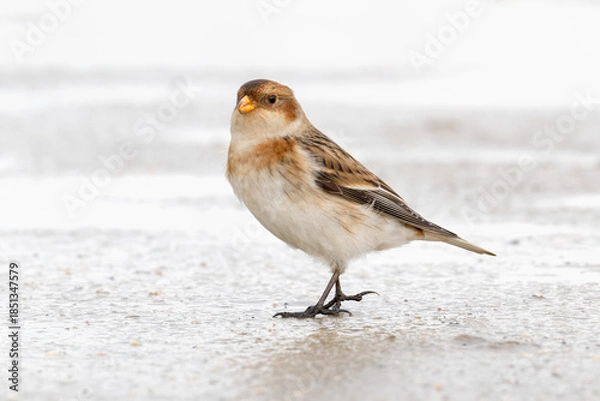 Fototapeta snow bunting