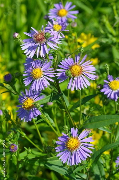 Obraz Flowers of the Alpine Aster (lat. Aster alpinus) bloom in the garden