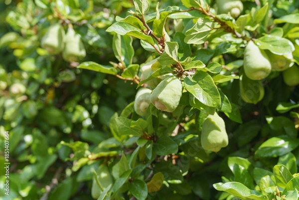 Fototapeta オオイタビ