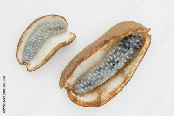 Fototapeta アケビの実