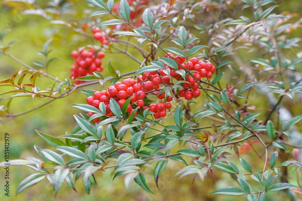 Fototapeta 南天の実