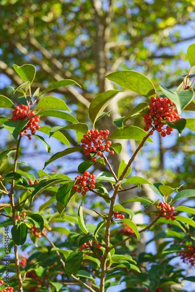 Fototapeta 秋から冬に実るクロガネモチの赤い実