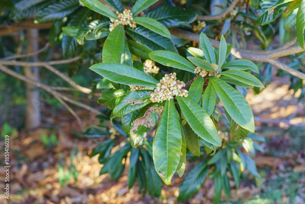 Fototapeta 枇杷の花