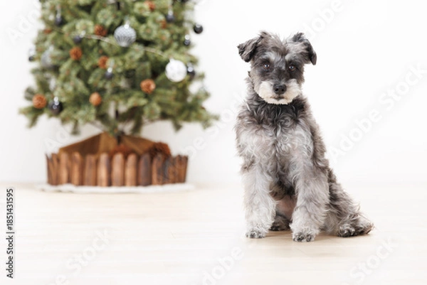Obraz クリスマスツリーの横に座るミニチュアシュナウザー