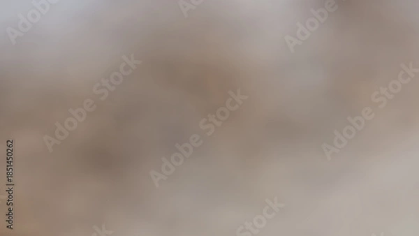 Fototapeta Abstract background, large photograph of ducks raised by farmers for subsistence in central Thailand. Light gray gradient. Water, nature, birds, animals, creatures, sand, texture, outdoors, birds, gro