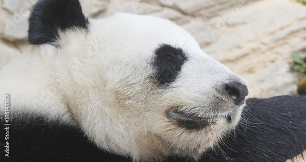 Fototapeta Panda on wood in zoo