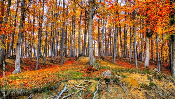 Obraz Autumn forest picture