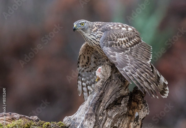 Fototapeta the young goshawk with its different and beautiful postures