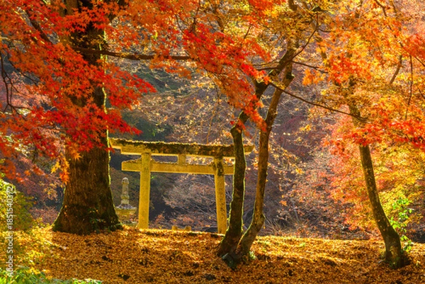 Obraz 奥河内もみじ公園の紅葉