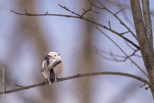 Obraz シマエナガ