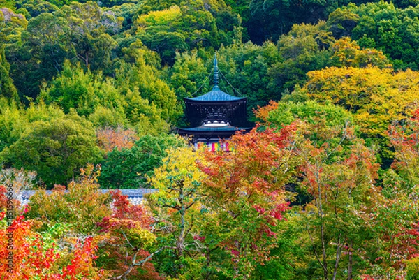 Obraz 京都、永観堂の秋