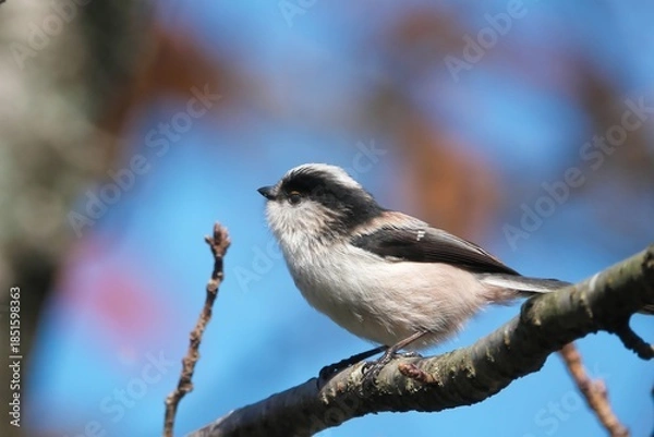 Obraz 落葉した木の枝にとまるエナガ