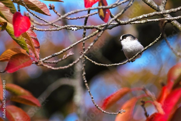 Obraz 紅葉した森の可憐な野鳥・エナガ