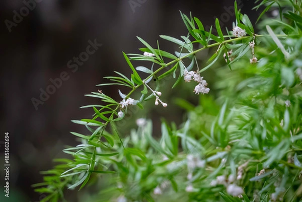 Obraz アスパラガスエチオピクスの花