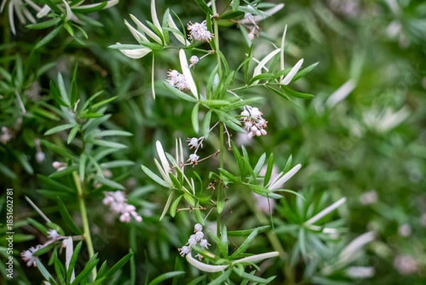Obraz アスパラガスエチオピクスの花