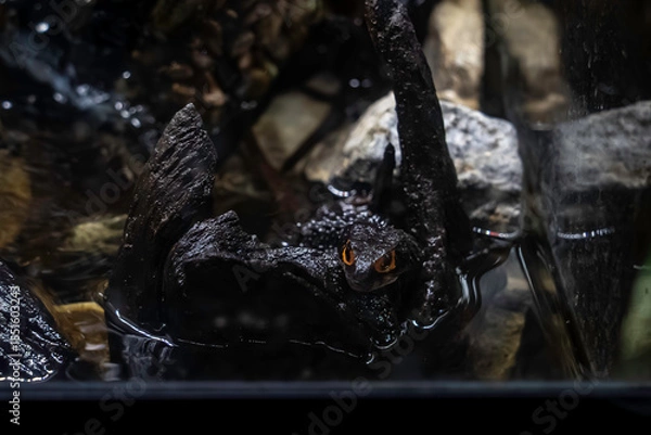 Obraz アカメカブトトカゲ