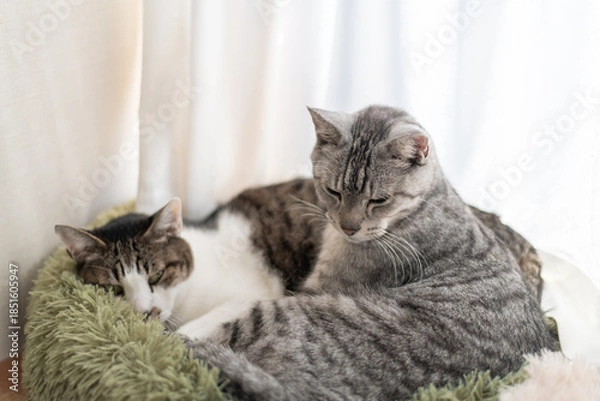 Obraz 窓辺でくつろぐ二匹の猫	