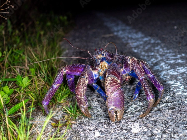 Obraz 竹富島のヤシガニ（沖縄県竹富町）