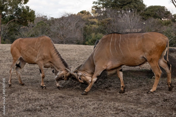 Obraz Male common elands fighting with their horns.