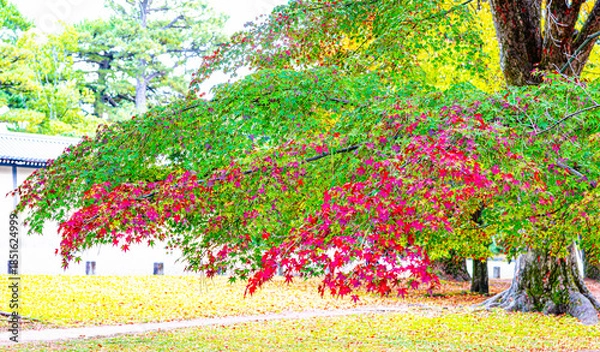 Obraz 京都御苑の秋